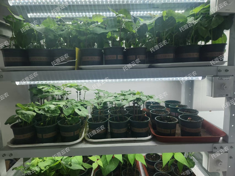植物1_副本.jpg