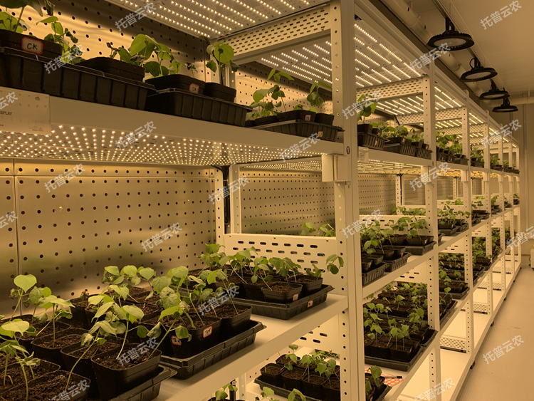 植物4_副本.png